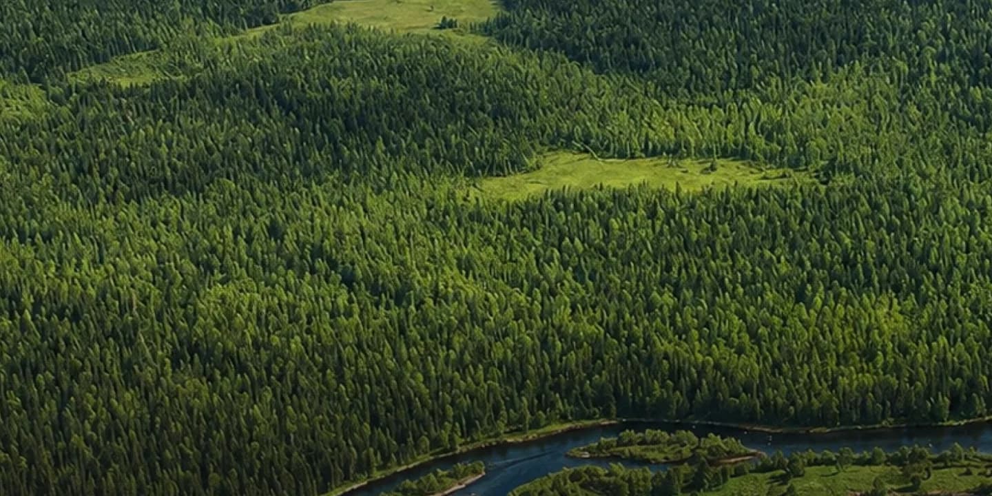 Девственные леса